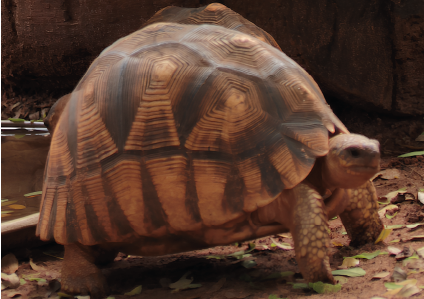 Astrochelys </br>yniphora