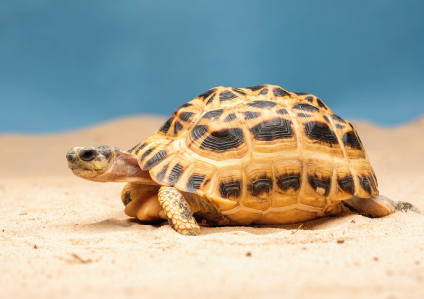 Pyxis </br>arachnoides